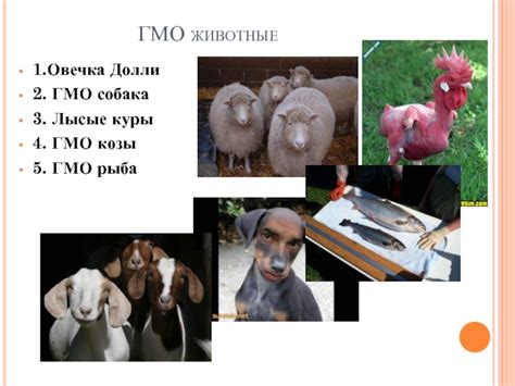 Генетические особенности козы