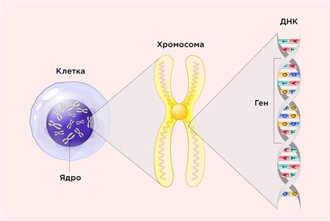 Генотип aabbccdd