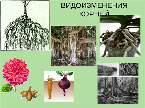 География и история: поиск корней и направление движения