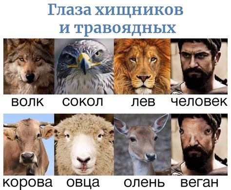 Глаза хищников: