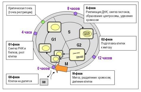 Голодные периоды и жизненный цикл хищников