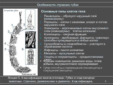 Губки: особенности и классификация