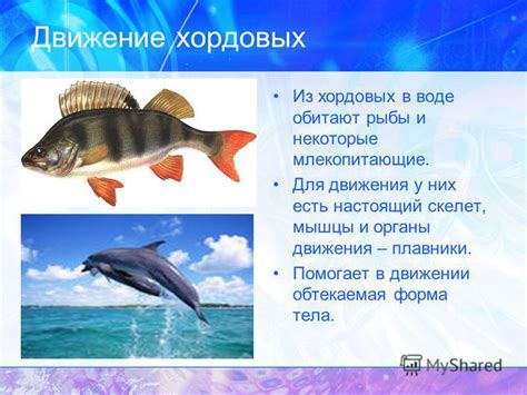 Движение животных в воде