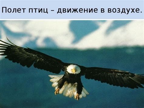 Движение животных в воздухе