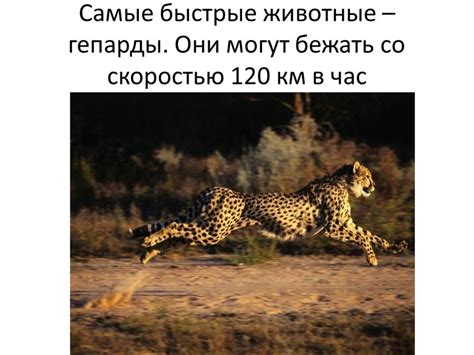 Движение животных на земле