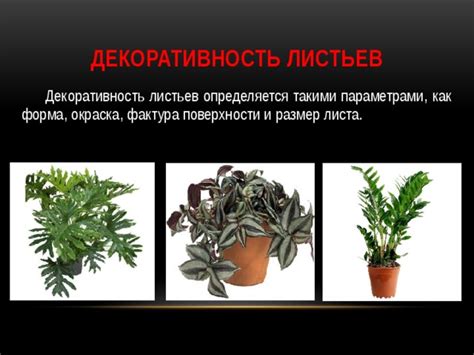Декоративность