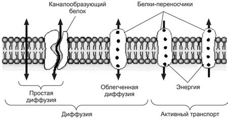 Диффузия веществ через клеточную мембрану