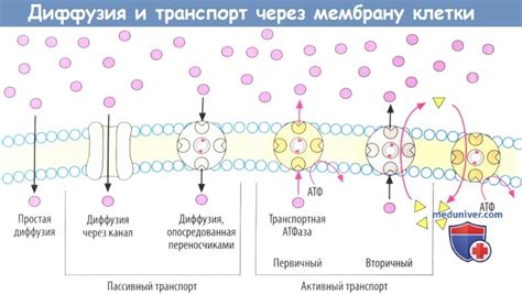 Диффузия эфира через неплотное закрытие