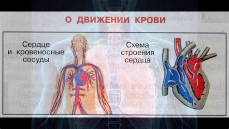 Дыхательная система и кровообращение