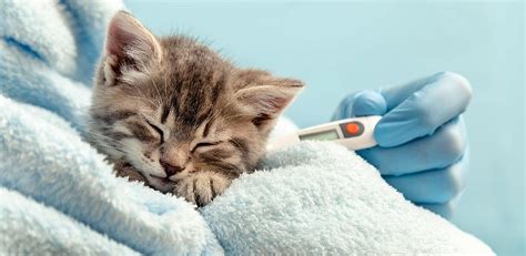 Дыхательные проблемы у новорожденных котят