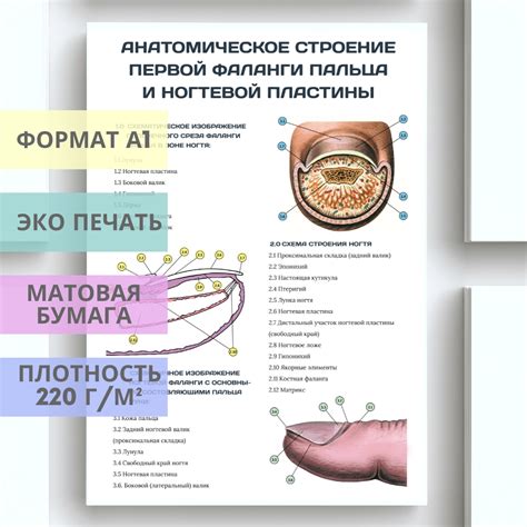 Заражение и гниение фаланги пальца