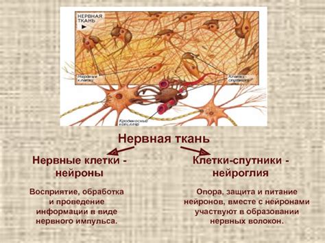 Защита нервных и сосудистых структур