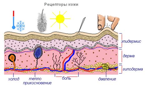 Защитная функция кожи