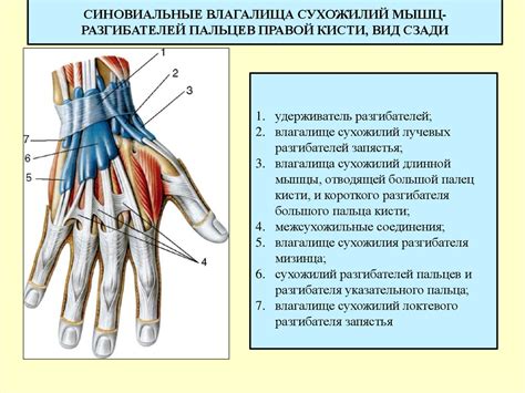 Защитная функция толстых пальцев