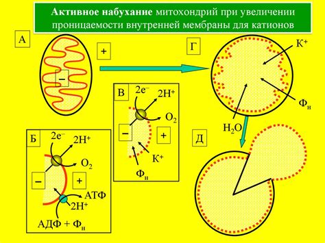 Значение и нарушения работы митохондрий для организма