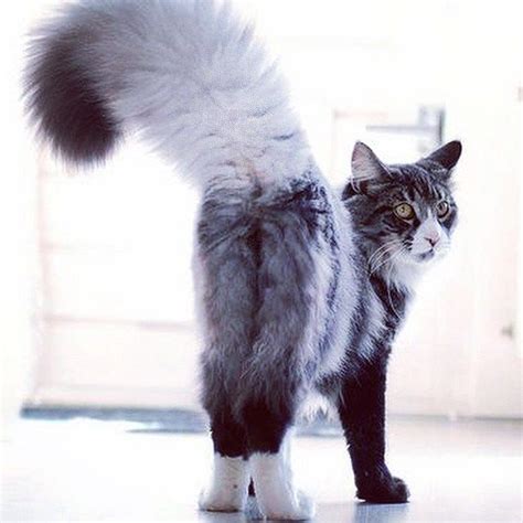 Значение моющихся действий для кота