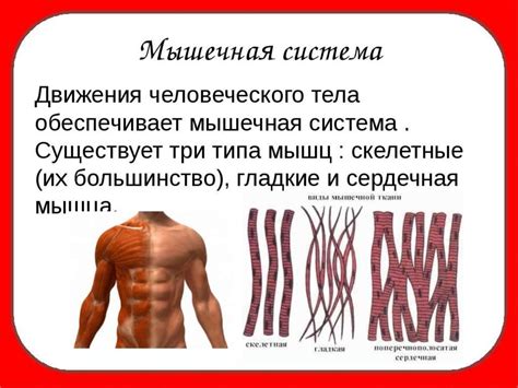 Значение мышц и метаболизма