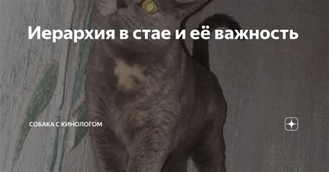 Иерархия в стае