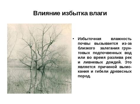 Избыточная влажность: влияние на формирование оврагов