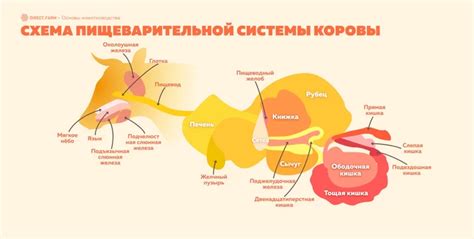 Излишнее пищеварение