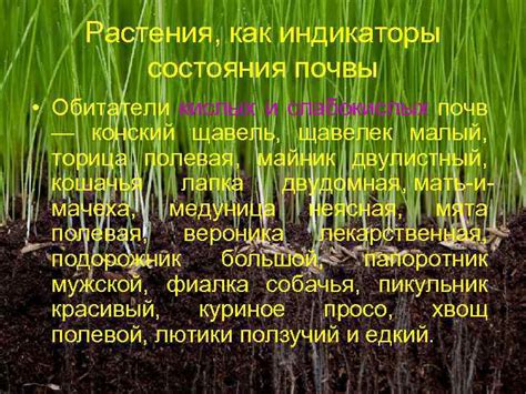 Индикаторы состояния почвы