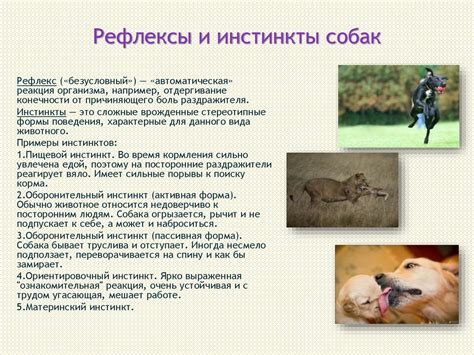 Инстинкты и чувствительность собак