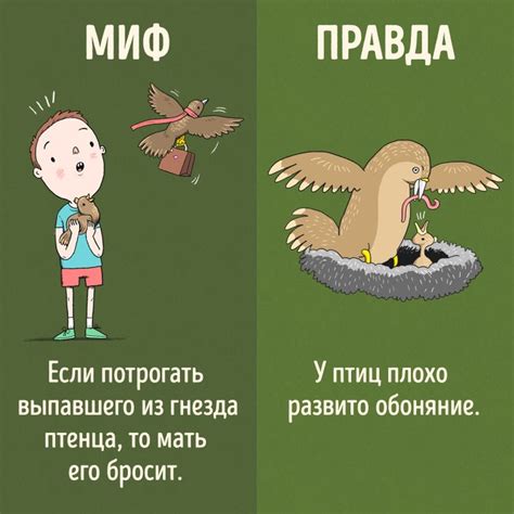 Интересные факты о граче