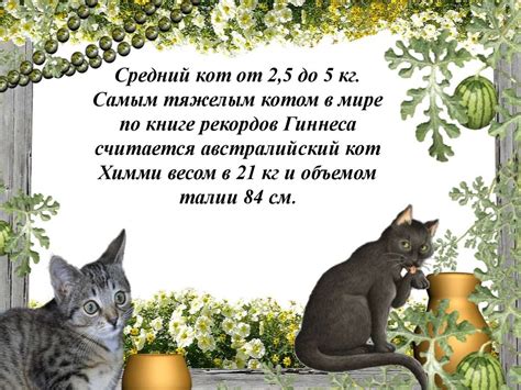Интересные факты о моющихся котах в литовской сказке