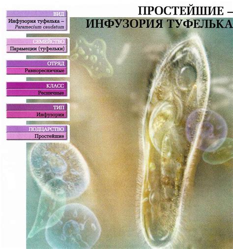 Инфузории: особенности и классификация