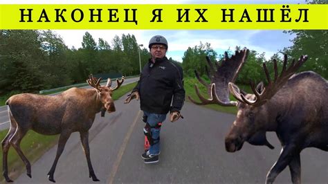 История лося с именем "Шаг вперед" в культуре и искусстве