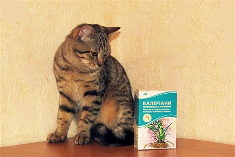 Как валерьянка помогает кошке при течке