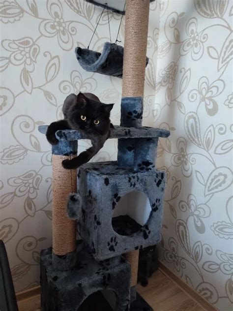 Как выбрать подходящий парашют для кастрированного кота