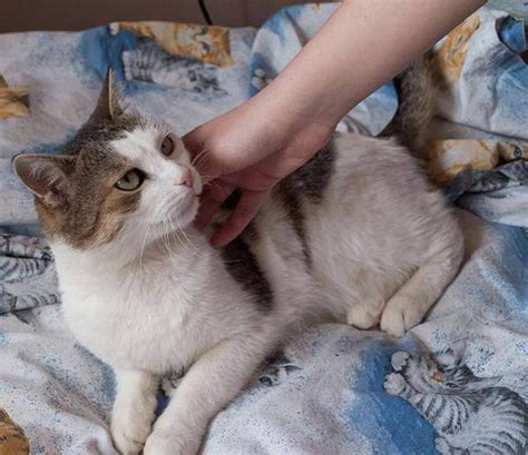 Как давать валерьянку кошке при течке