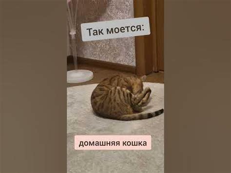 Как коты моются