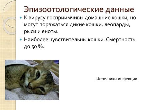 Как помочь кошке с ушной серой