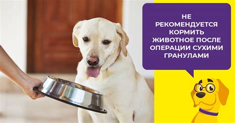 Как помочь собаке утолять жажду после операции