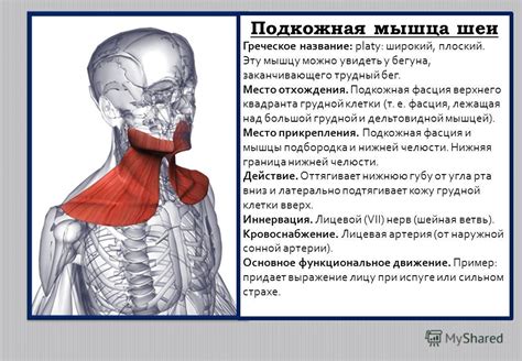 Как происходит сворачивание шеи