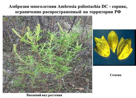 Карантина местонахождения растения