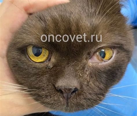 Катаплексия у котят