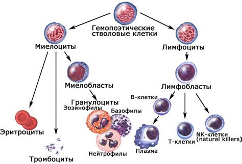 Количество клеток и их перспективы использования