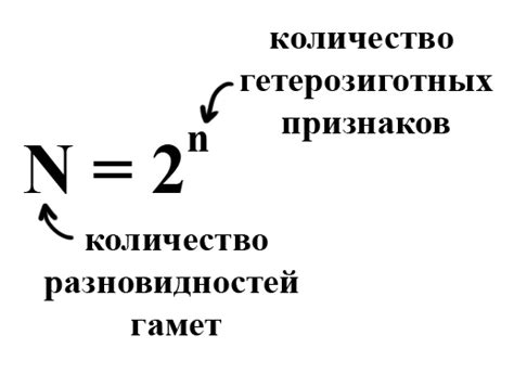 Количество типов гамет