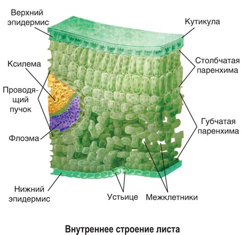 Комплексная структура листьев облегчает процесс