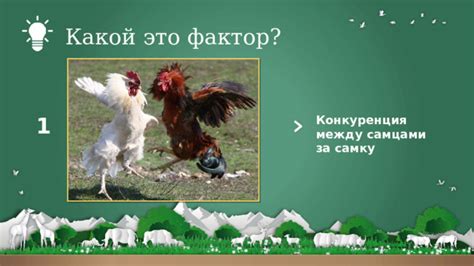 Конкуренция за самку