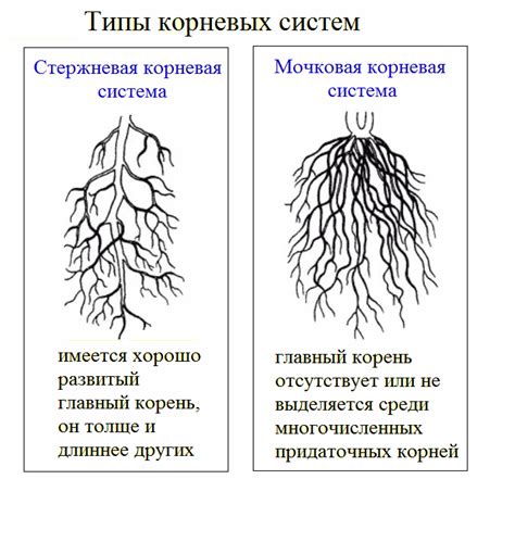 Координация работы клеток корней и листьев