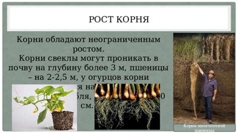 Корни обладают осмотической способностью