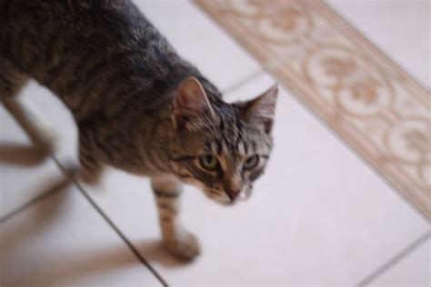 Кошка после родов со следующими причинами ходит за хозяином: