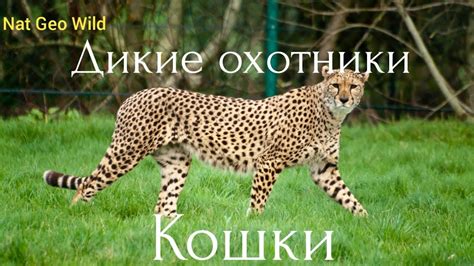 Кошки: непревзойденные охотники