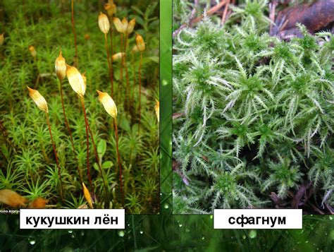 Кукушкин лен и сфагнум: высшие мхи в растительном мире