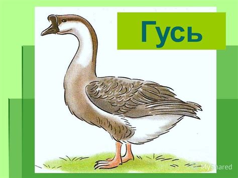 Курица vs Гусь: сравнение птиц для бульонов