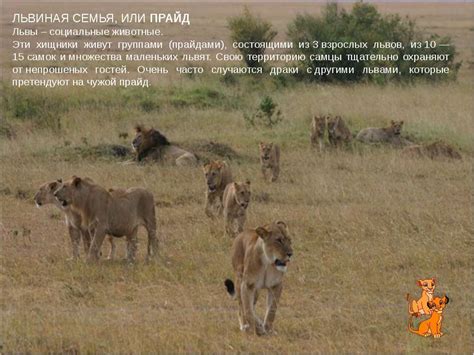 Львы - социальные животные